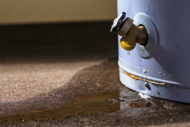 Best Mold removal after water damage  in Tavares, FL
